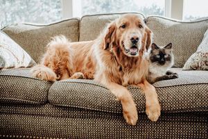 A golden retriever dog and a cat sitting on a couch together